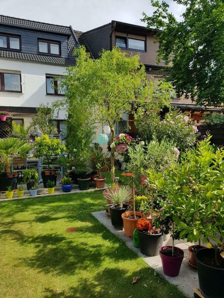 Garten ▪ Rasen ▪ Hecken ▪ Sträucher ▪ Beete ▪ Pflege ▪ Terrassen in Hennef (Sieg)