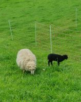 Ouessantschaf abzugeben Nordrhein-Westfalen - Overath Vorschau