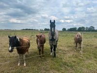 Reitunterricht Gruppenunterricht Longenunterricht Niedersachsen - Hollenstedt Vorschau