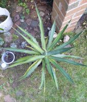 Agave - Durchmesser im Moment ca 85 cm Ludwigslust - Landkreis - Stralendorf Vorschau