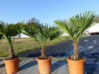 Hanfpalme "M" Palme Trachycarpus fortunei winterhart, Premium Nordrhein-Westfalen - Goch Vorschau