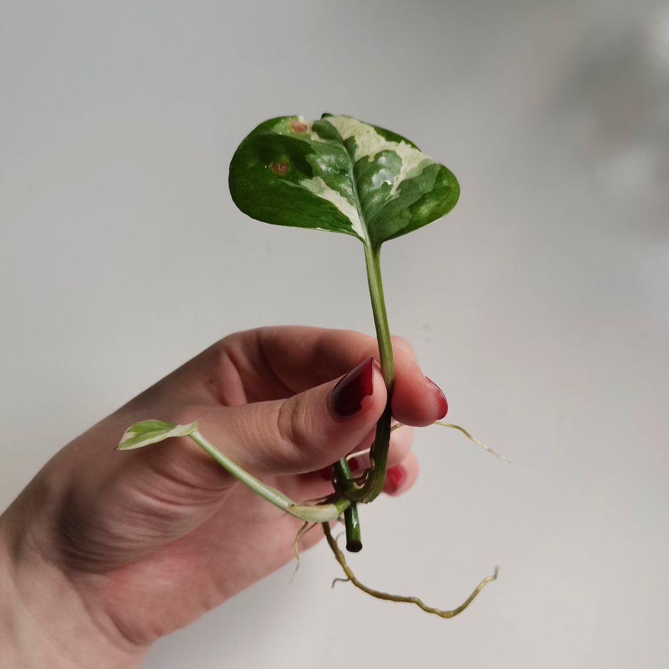 Epipremnum pinnatum „N‘ Joy“ - Ableger in Osnabrück