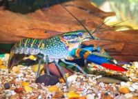 Cherax quadricarinatus Bayern - Laaber Vorschau