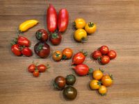 Tomatensamen verschiedene Sorten Tomaten Saatgut Sachsen - Lichtenau Vorschau