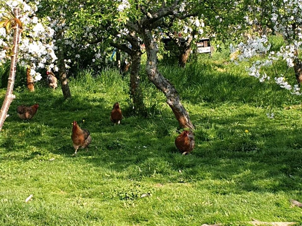 Bielefelder Kennhuhn, Bruteier, weibliche Küken, kennfarbig in Grimma