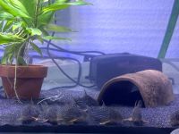 Corydoras Sterbai 5€ Baden-Württemberg - Esslingen Vorschau