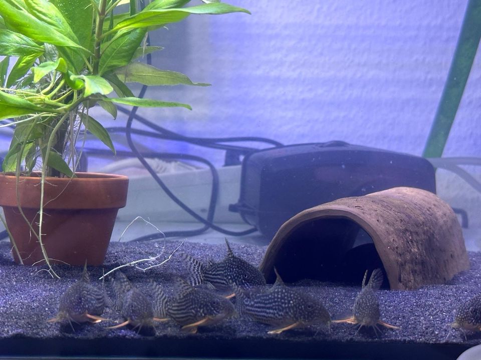 Corydoras Sterbai 4€ in Esslingen