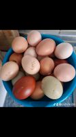 Bunte hühner  Eier und bruteier Nordrhein-Westfalen - Euskirchen Vorschau