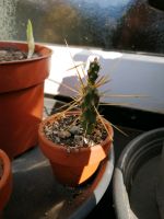 Kaktus Cylindropuntia tunicata Hessen - Friedewald Vorschau