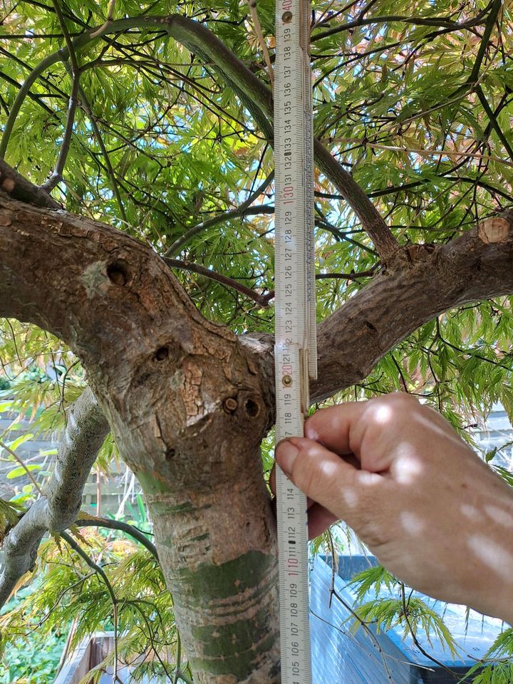 Japanischer Ahorn Acer palmatum Dissectum in Weilerswist