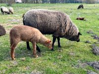 Weide/Wiese für Schafe gesucht Niedersachsen - Vorwerk bei Tarmstedt Vorschau