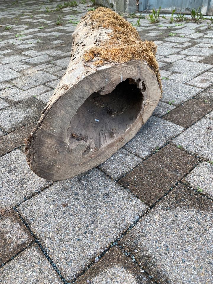 Holzstämme zu Dekozwecken teilw. hohl in Waldshut-Tiengen