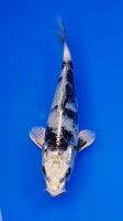 Koi - Kin Shiro Utsuri - original Japankoi - 22 cm Bayern - Landshut Vorschau