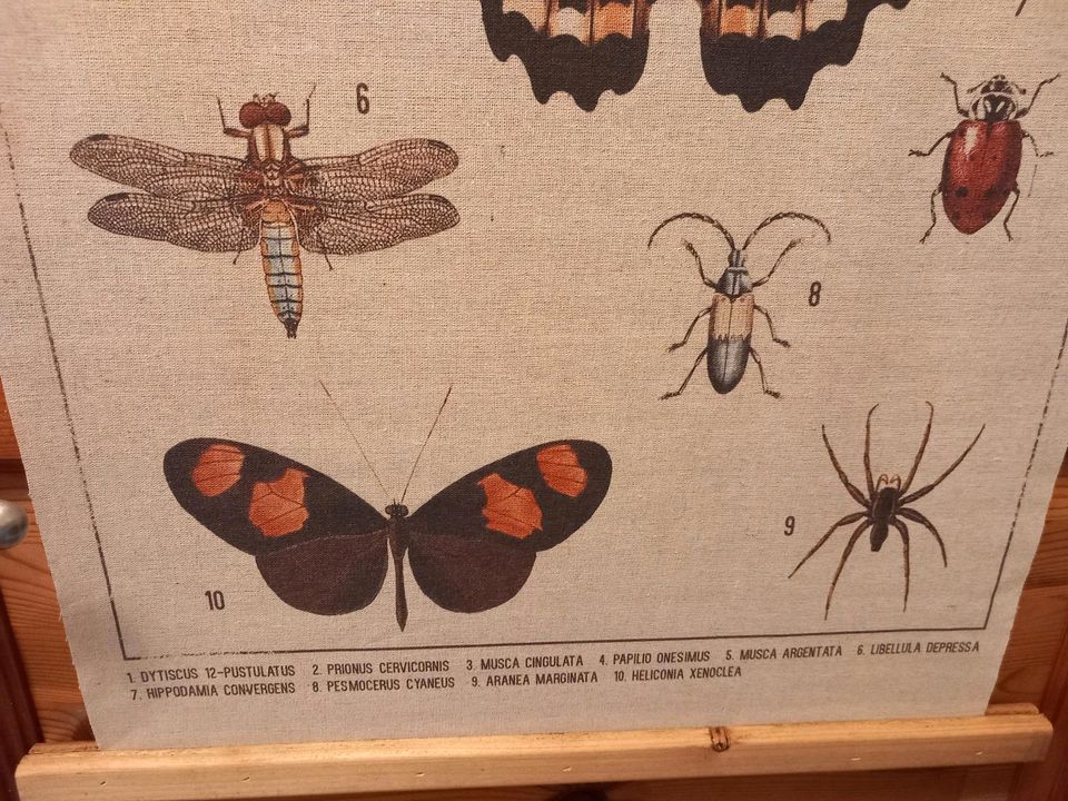 Alt Schautafel Lehrkarte Rollkarte Insekten Poster Leinen Deko in Elmshorn