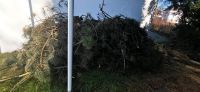 Brennholz zu verschenken Nordrhein-Westfalen - Gelsenkirchen Vorschau