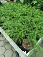 Zimmertanne Araukarie Araucaria heterophylla 20-30cm Nordrhein-Westfalen - Nordkirchen Vorschau