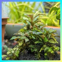 ❗ Klein bleibende Bucephalandra | Aufsitzerpflanze | Aquarium Niedersachsen - Wathlingen Vorschau