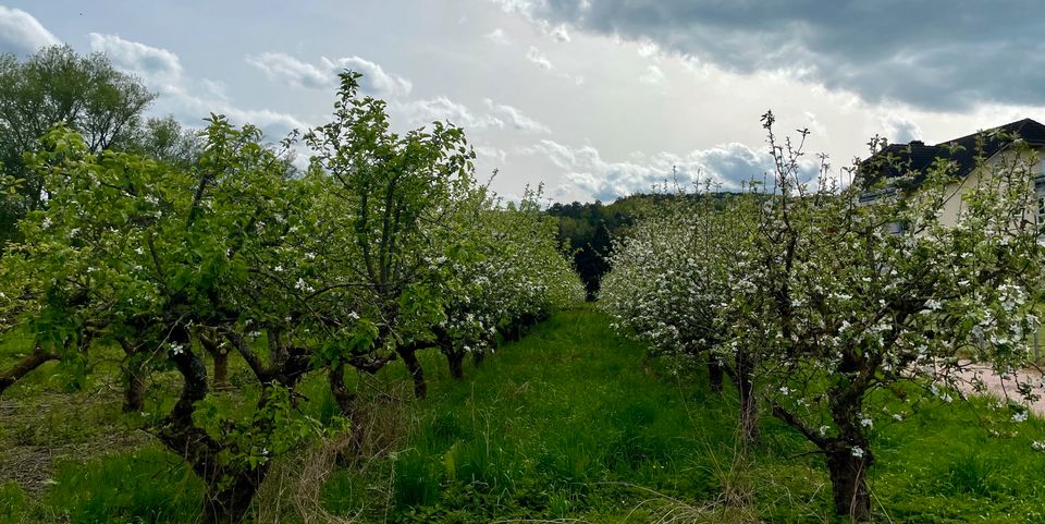 Grundstück - großer Apfelbaumbestand zu verpachten - ab sofort! in Fell