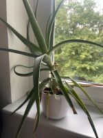 Aloe Vera Pflanze Kreis Pinneberg - Wedel Vorschau