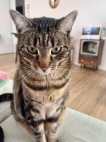 Katze / Kater Theo schmerzlich vermisst Mülheim - Köln Stammheim Vorschau