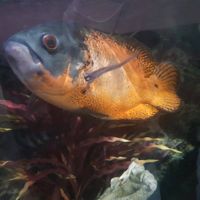 aquarium  fische  35cm  oscar West - Sindlingen Vorschau