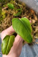 Philodendron Paraiso Verde Stammableger Wetsticks Jungpflanzen Köln - Bickendorf Vorschau