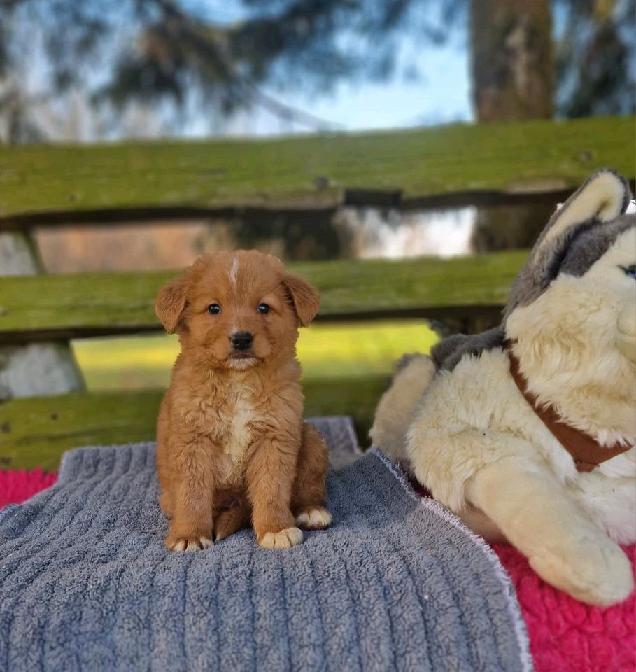 Nova Scotia Duck Tolling Retriever Welpen mit Ahnentafel in Eckartsberga