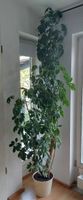 Schoene Heptapleurum H: 250 cm Zimmerpflanze Berlin - Tempelhof Vorschau
