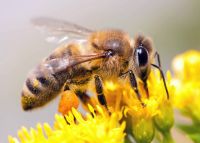 Bienenhonig Naturbelassen Rheinland-Pfalz - Weibern Vorschau