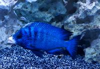 Placidochromis Phenochilus Mdoka White Lips F1! Baden-Württemberg - Pfullendorf Vorschau