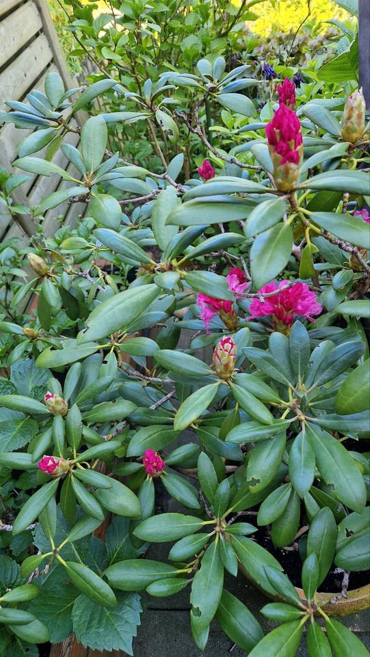 Rhododendron im Topf in Kiel