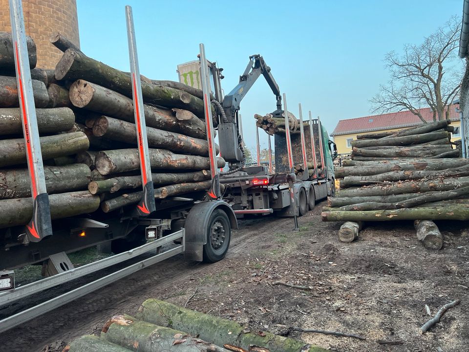 Kaminholz Brennholz Stammholz Buche in Berlin