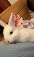 Kaninchen verkaufen Niedersachsen - Georgsmarienhütte Vorschau