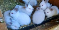 Echte Kalifornier Kaninchen abzugeben ❤️❤️❤️❤️❤️ Niedersachsen - Syke Vorschau