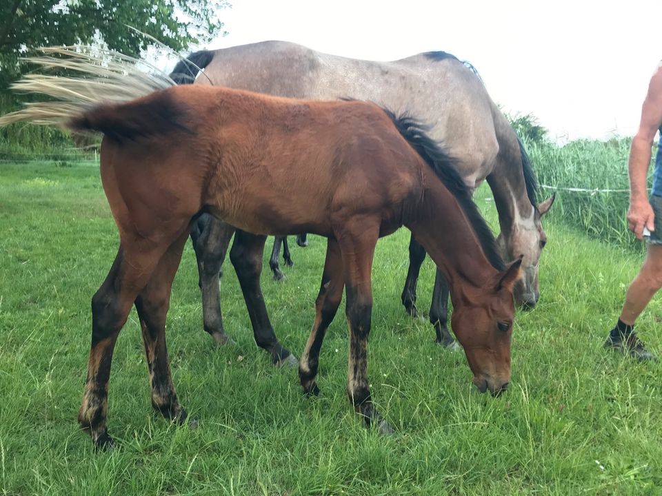 Hengstfohlen von Vollblut x Diathletico in Wellen