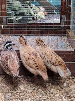 Vögel zur verkaufen Nordrhein-Westfalen - Neuss Vorschau
