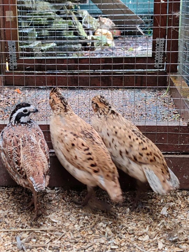 Vögel zur verkaufen in Neuss