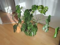 Monstera Deliciosa Stuttgart - Mühlhausen Vorschau