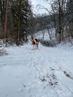 ✨Spaziergänge mit Miniponys und Pferden, Alltagsausgleich, Reiten Bayern - Frammersbach Vorschau