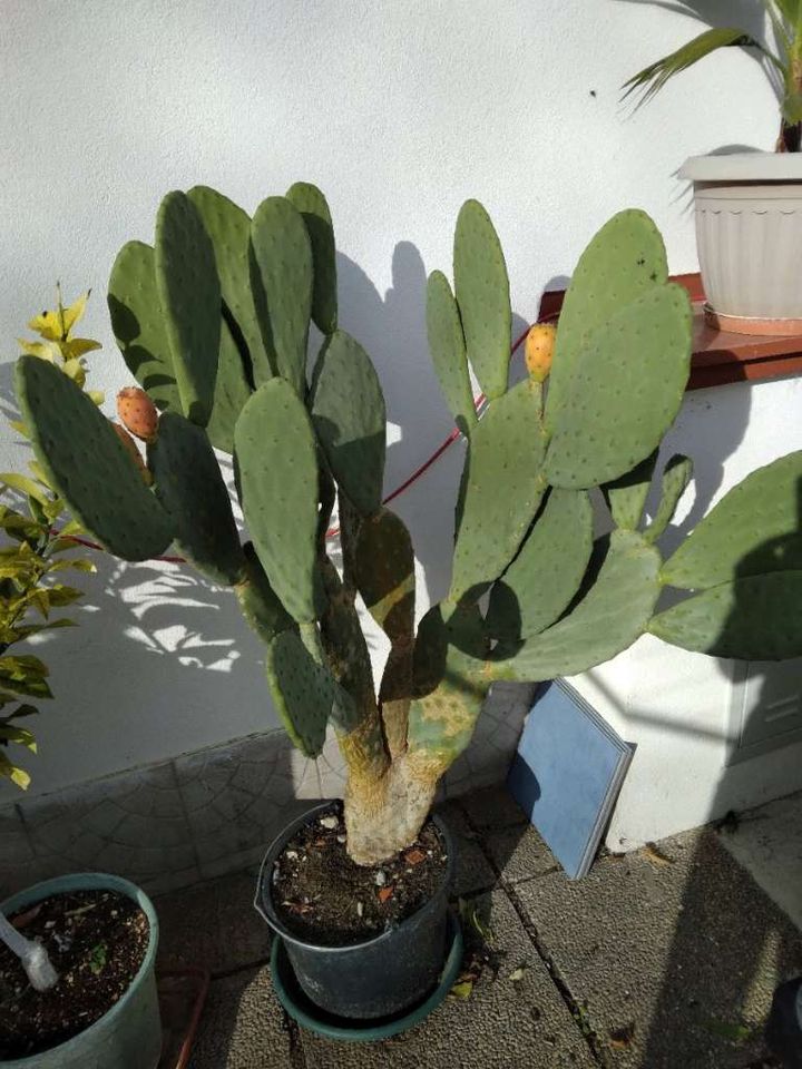 Feigenkaktus Samen (Opuntia ficus-indica) aus dem eigenen Garten in München