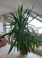 Yucca Palme Baden-Württemberg - Hambrücken Vorschau