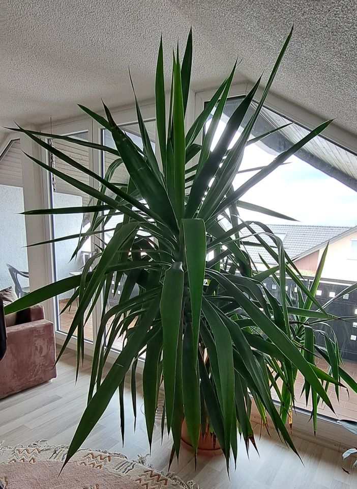 Yucca Palme in Hambrücken