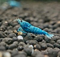 Blue Bolt Garnelen Caridina Taiwaner blau weiß, 4€* Baden-Württemberg - Möglingen  Vorschau