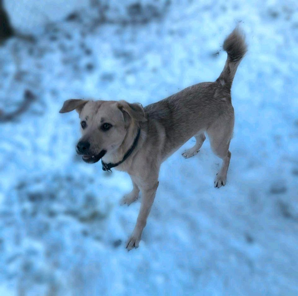 Hank - Jung und bereit für sein Zuhause in Salzwedel