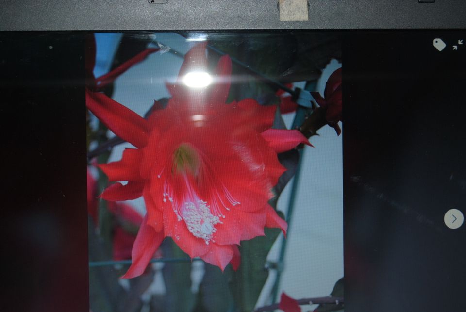 Ableger Epiphyllum Blattkakteen Kaktus Epiphyum Hybride Rot in Neuss