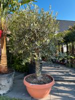 Olivenbaum in Dekoschale (Olea europaea) Nordrhein-Westfalen - Borgholzhausen Vorschau