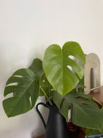 Monstera deliciosa variegata Schleswig-Holstein - Winnemark Vorschau