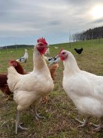 Bio Hühner Hennen Bayern - Herzogenaurach Vorschau
