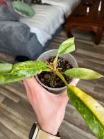 Philodendron Ring of Fire Variegata Wiesbaden - Biebrich Vorschau