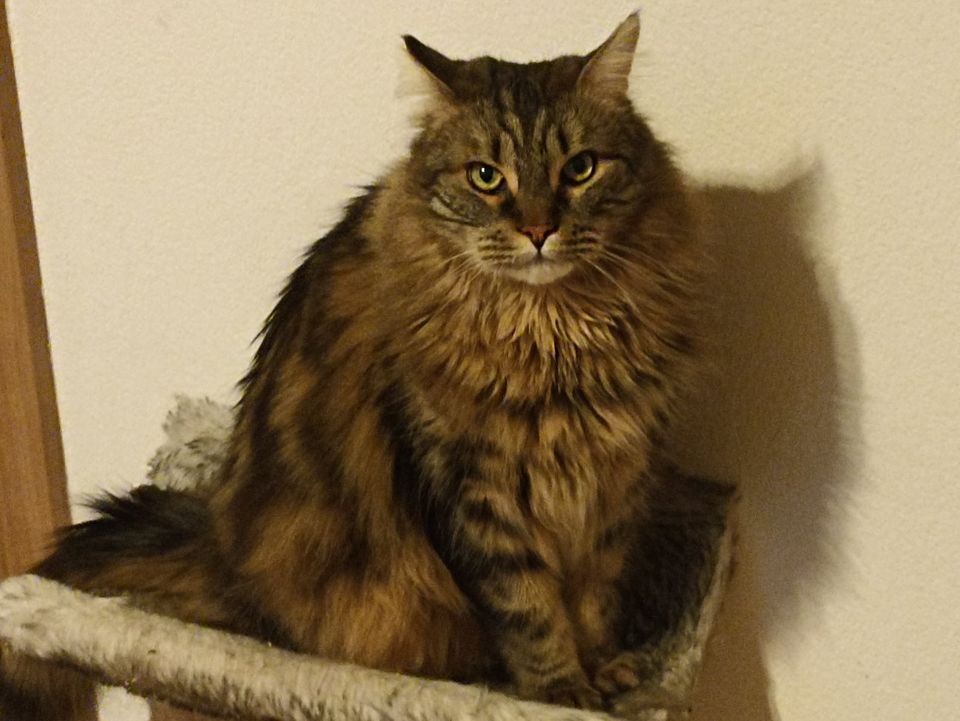 Suche den Besitzer von Lenny und Garfield (Maincoon Mix) in Wadgassen